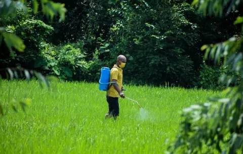 Uso de insecticidas apunta a la disminución: ¿Por qué?