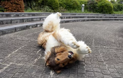 Toco, el hombre que decidió ser perro y vivir feliz