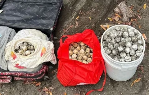 Decomisan miles de huevos de tortugas en Los Santos
