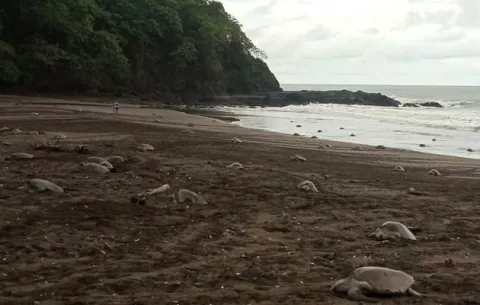 Piden protección de nidos de tortugas marinas en Los Santos