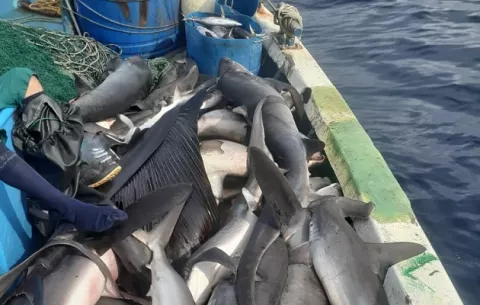 Colombianos practicaban aleteo de tiburón cerca de Coiba
