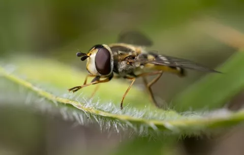 Cambio climático puede llevar al declive de insectos