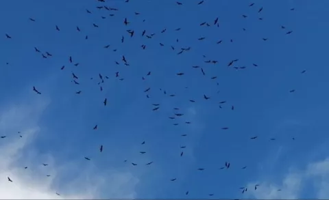 Paso de aves migratorias puede generar nuevos casos de H5N1
