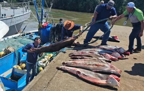 Unas 602 aletas de tiburón se contabilizaron tras decomiso