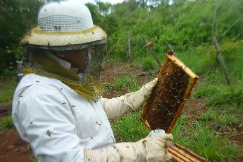 Producción de miel para reemplazar tala de mangle en Chame