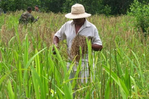 Producción de arroz en Coclé se redujo en mil hectáreas