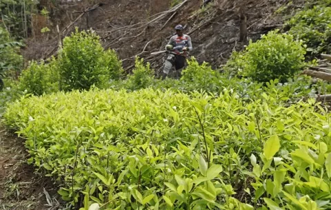 Cultivos de coca rompen récord  en Colombia