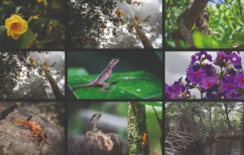 El millonario negocio detrás de atentar contra la naturaleza