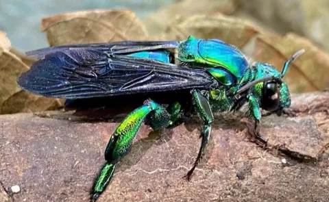 ¿Cómo afecta el cambio climático a los insectos?