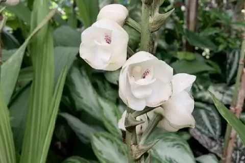 Con un festival Las Minas enaltece la flor nacional