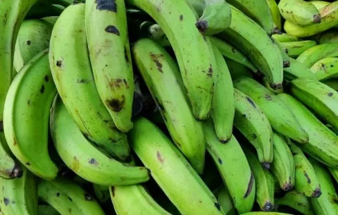 Plátano, en riesgo ante paso masivo de migrantes por Darién