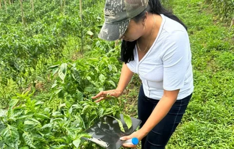 ¿Están en riesgo el tomate y pimentón?; MIDA hará operativo
