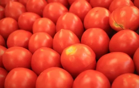 Pimentón y tomate: Patógeno dictaría plan de acción
