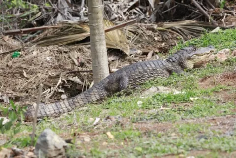 Investigan presencia de cocodrilos en tres ríos de Azuero