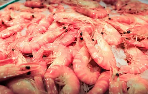 Camarones: Comienza el segundo período de veda en Panamá