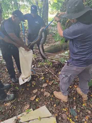 Rescatan boa y mapaches con crías en Colón