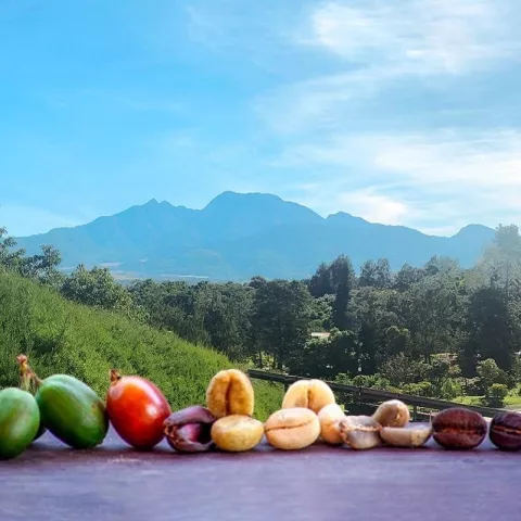 ¿Por qué Panamá no tiene un eje cafetero como Colombia?
