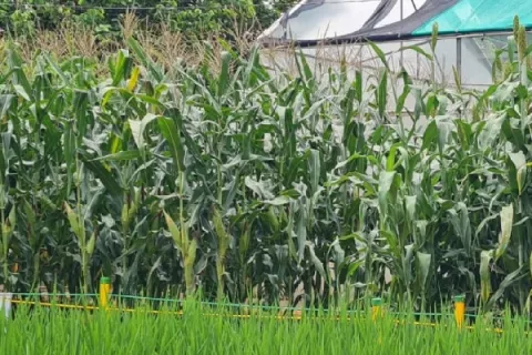 Productores santeños de maíz pierden cultivos e inversión