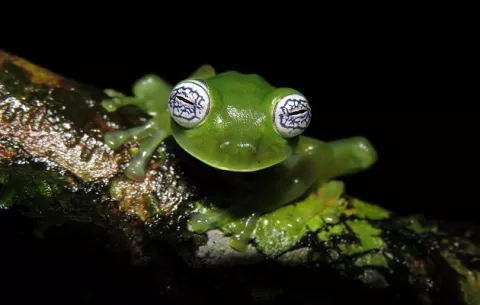 Biólogos expondrán sobre la herpetofauna panameña en Bolivia