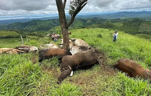 Rayo fulmina 11 reses en loma El Montuoso en Herrera 