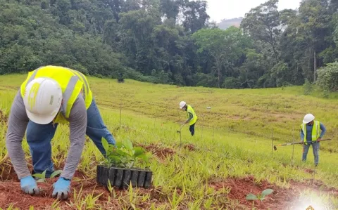 Gobierno: 'Logramos que se reforesten 10,474 hectáreas'