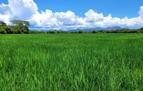 Siembra de arroz registra un  84.2 % de lo programado 