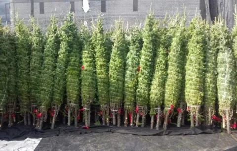 Contenedores con arbolitos canadienses llegan a  Panamá