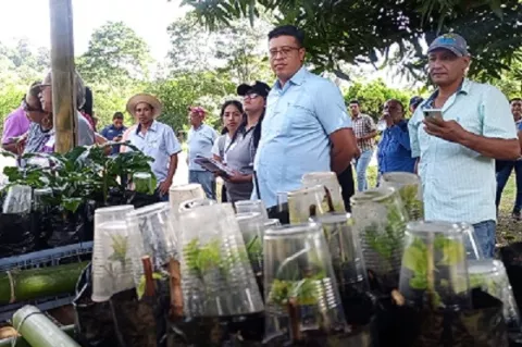 Biotecnología mejora la calidad del café robusta en Capira