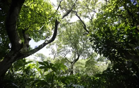 Cafetales bajo sombra tratan de mitigar crisis climática
