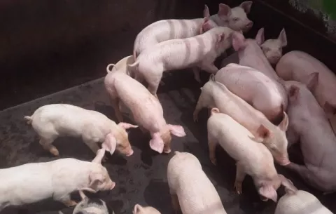 Porcinocultores prevén saturación de cerdo desde enero 