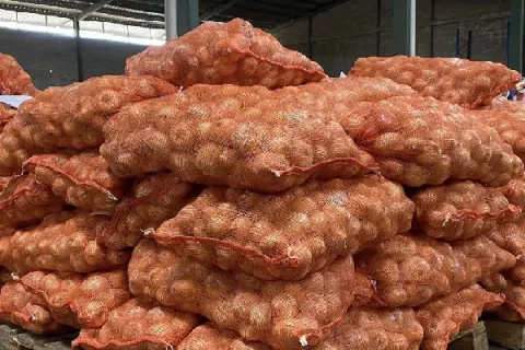 Pagan más de $2.4 millones a productores de cebolla de Coclé