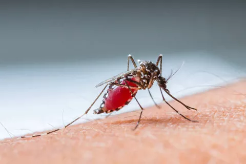Más de 20 mil casos de dengue en solo dos años