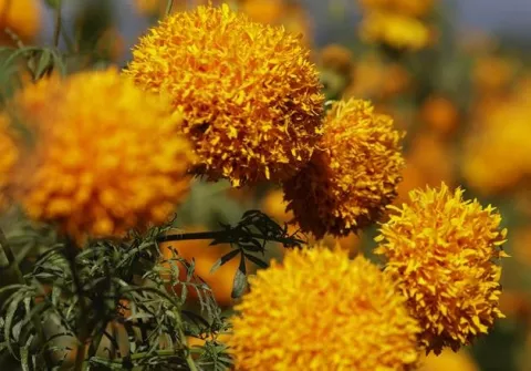La flor de cempasúchil, esencial en los altares mexicanos