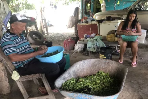 Productores inician la primera cosecha de guandú en Herrera