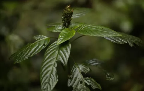 Cambio climático está afectando a las hojas de las plantas