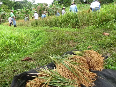 El IDIAP confirma suministro de semilla para ciclo agricola