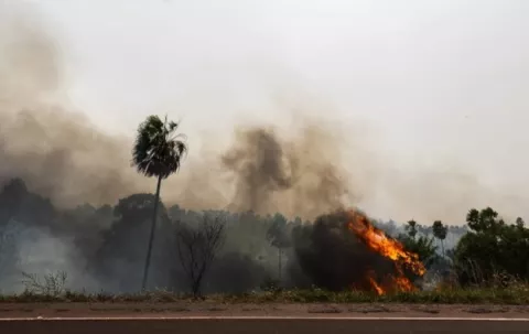 Llamas convierten el Pantanal en una tumba a cielo abierto