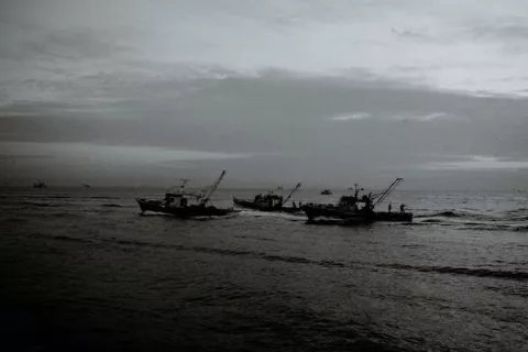 Limitan al camarón la pesca de arrastre