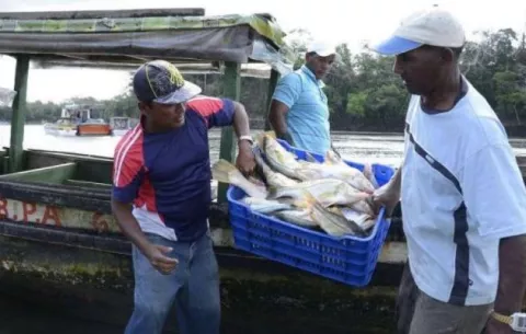 'La pesca de arrastre no es una actividad nueva en Panamá'