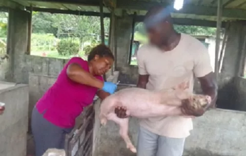 Reactivan cría de puercos en reclusorio de menores en Colón