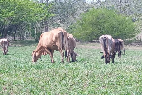 Hurtan 25 reses en finca de La Chorrera, cuatro implicados