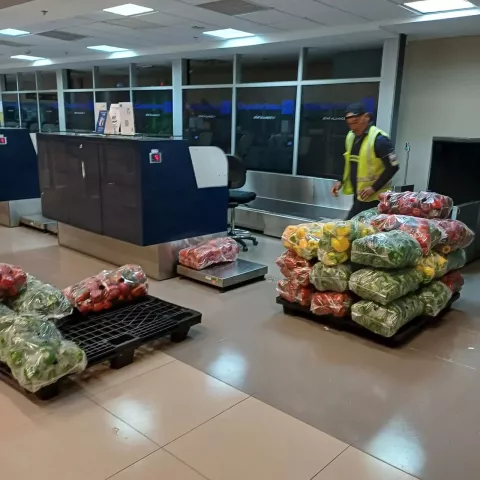 Chiriquí traslada vegetales por aire hacia Panamá