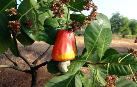 'Salva el Marañón' prevé germinar más semillas en 2024