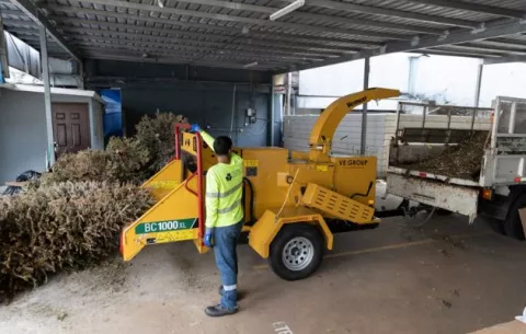 Arbolitos navideños se transformarán en abono para jardines 