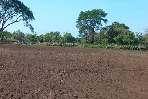 Importación de arroz depende del inventario de diciembre 