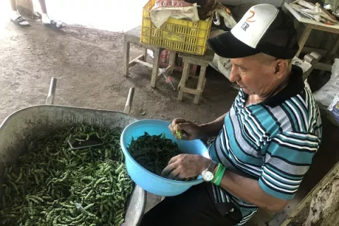 Retrasos en la cosecha de guandú preocupa a los productores