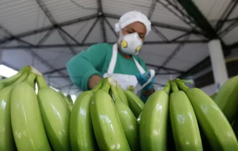 Situación del Canal preocupa a bananeros de Costa Rica