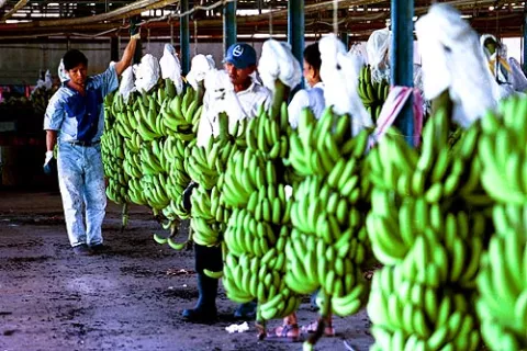 Chiquita Panamá volverá a exportar fruta de Puerto Armuelles