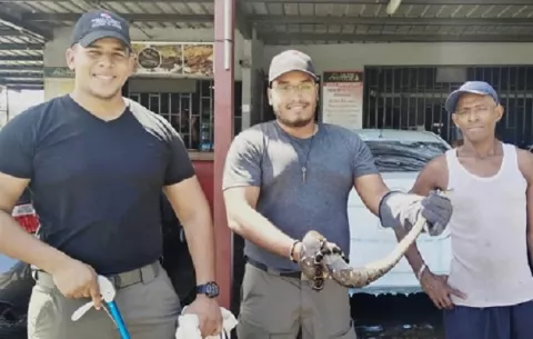 Rescatan boa en estación de gasolina en Cativá, Colón