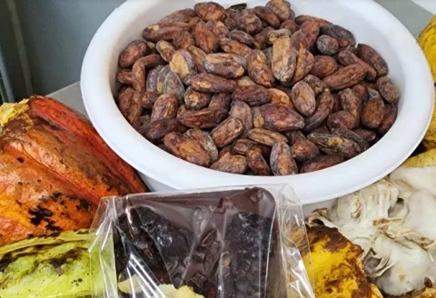 Bondades del chocolate, un dulce beneficio para la salud